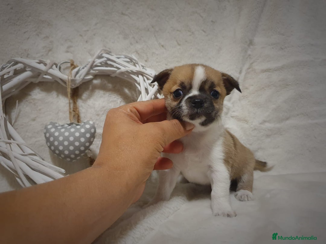 Chihuahua perros en venta: Perro Chihuahua  - Imagen 5