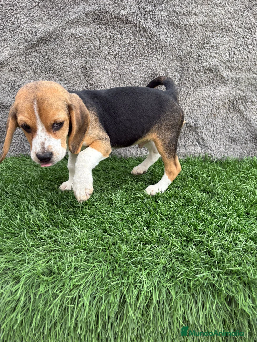 Beagle perros en venta: Precioso macho de Beagle  - Anuncio 12