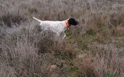Braco Alemán de Pelo Corto perros en venta: Bracos Alemanes  - Imagen 5