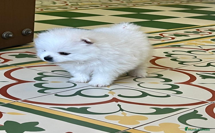 Pomerania perros - Anuncio 2