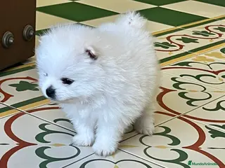 Pomerania perros POMERANEAS TOYS CALIDAD - Anuncio 25