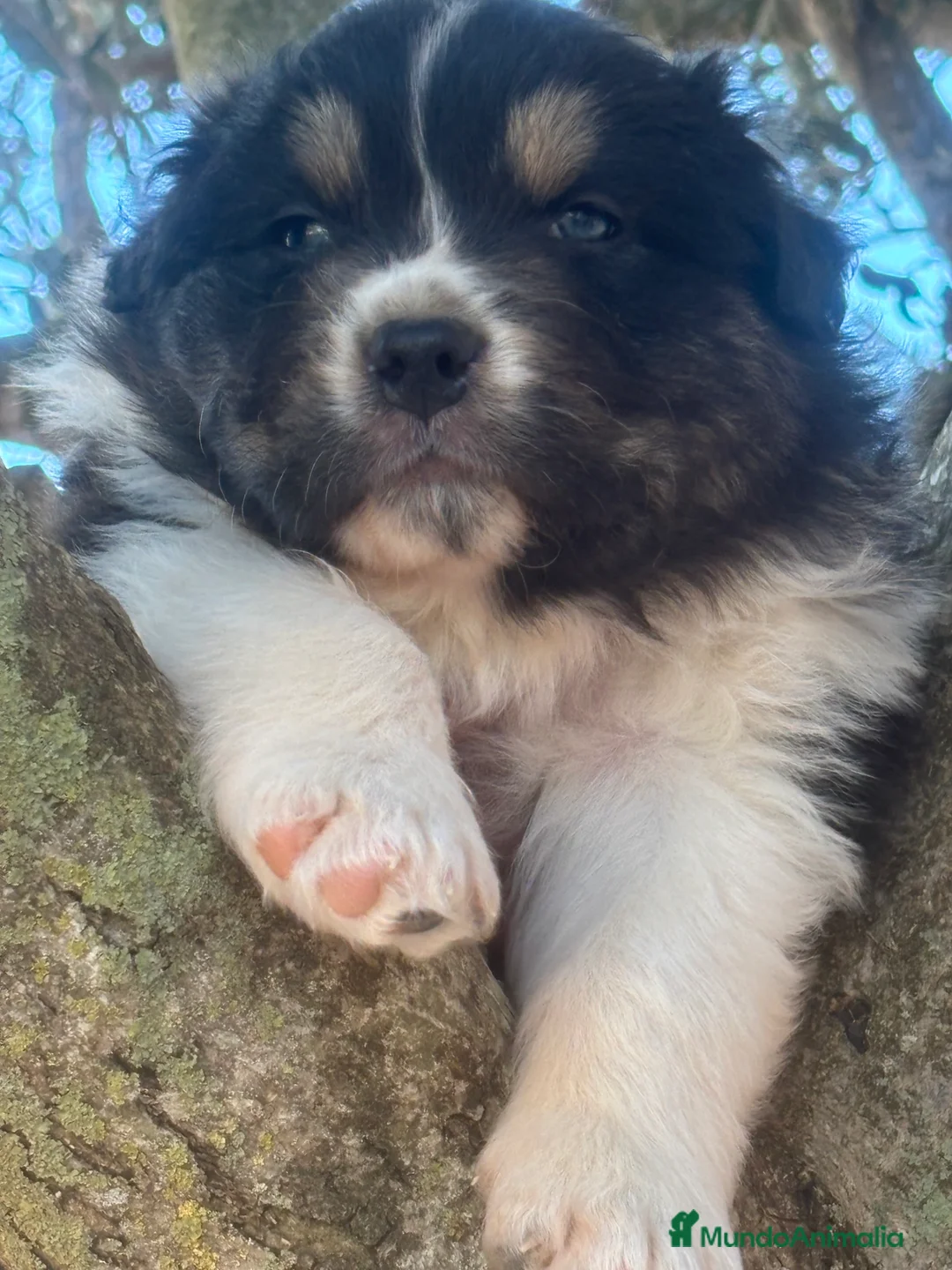 Pastor Australiano perros en venta: Macho pastor australiano - Anuncio 2