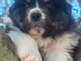 Pastor Australiano perros Macho pastor australiano - Anuncio 2