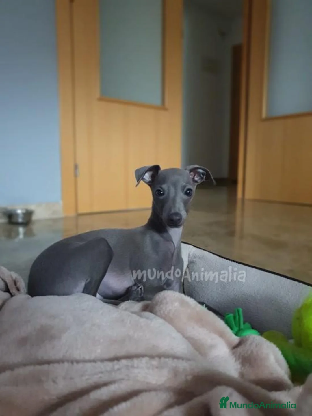 Imagen de galería {{count}}