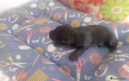 Schnauzer Miniatura perros en venta: SCHNAUZER MINIATURA  - Imagen 4