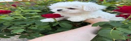 Bichón Maltés perros en venta: Bichon Maltés muy buenas líneas mini toy !! - Anuncio 7