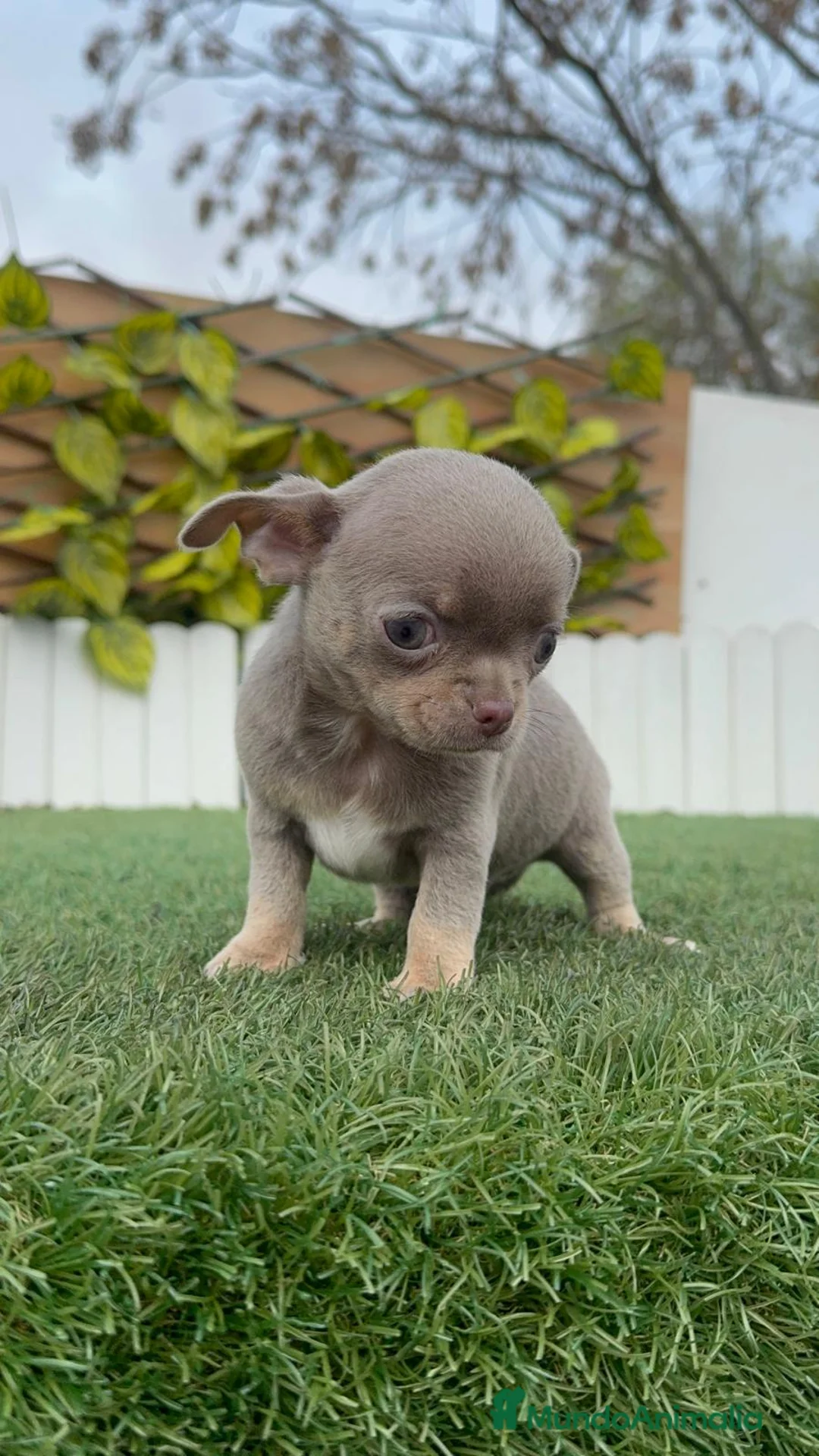 Chihuahua perros en venta: CHIHUAHUA LILAC AND TAN - Anuncio 11