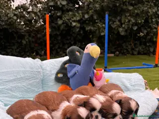 Shih Tzu perros Shih tzu 17/02 - Anuncio 1