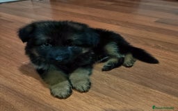 Pastor Alemán perros en venta: Nueva Camada de Pastor manto Negro - Anuncio 6