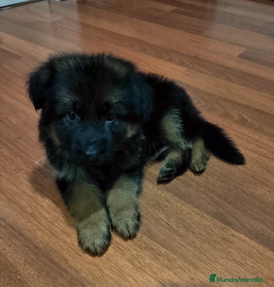 Pastor Alemán perros en venta: Nueva Camada de Pastor manto Negro - Anuncio 6