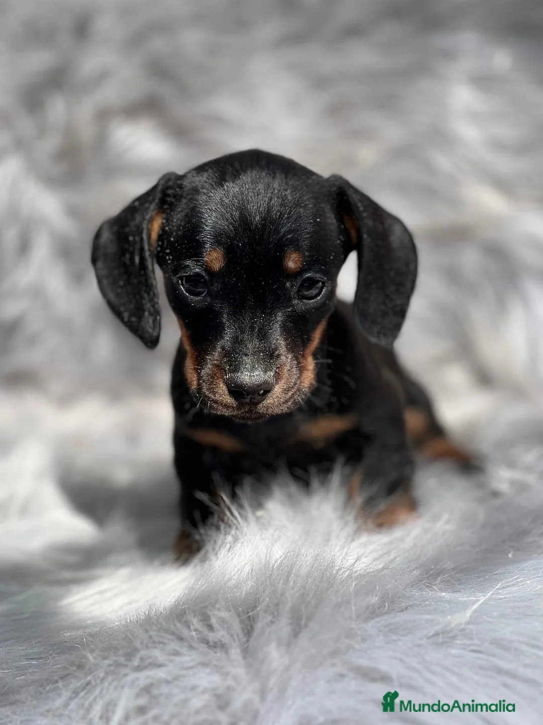 Teckel Miniatura perros en venta: Teckel miniatura  en Barcelona - Anuncio 6