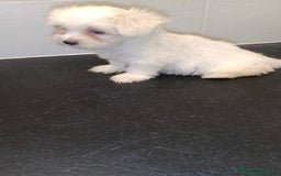 Bichón Maltés perros en venta: Bicho maltes macho  - Imagen 3