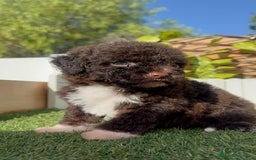 Perro de Agua Español perros en venta: PERRO DE AGUA ESPAÑOL HEMBRA - Imagen 7