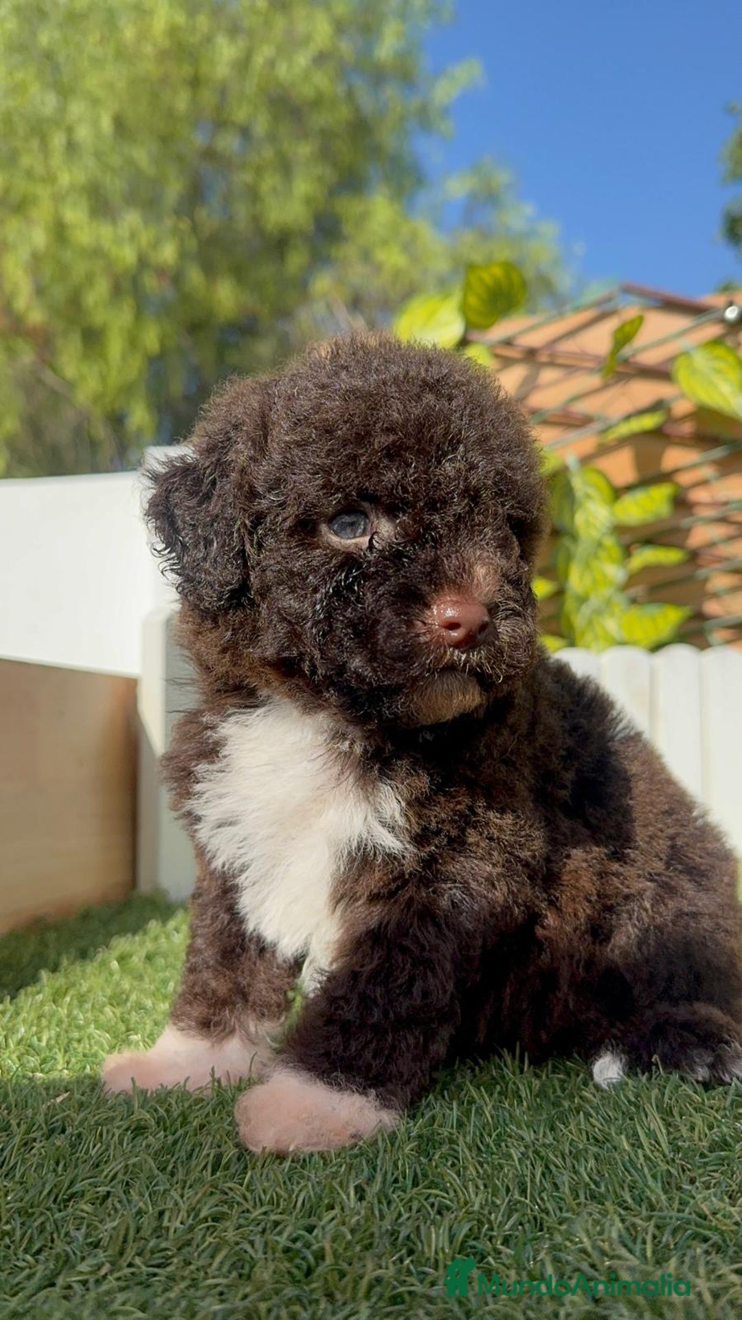 Perro de Agua Español perros en venta: PERRO DE AGUA ESPAÑOL HEMBRA - Imagen 7
