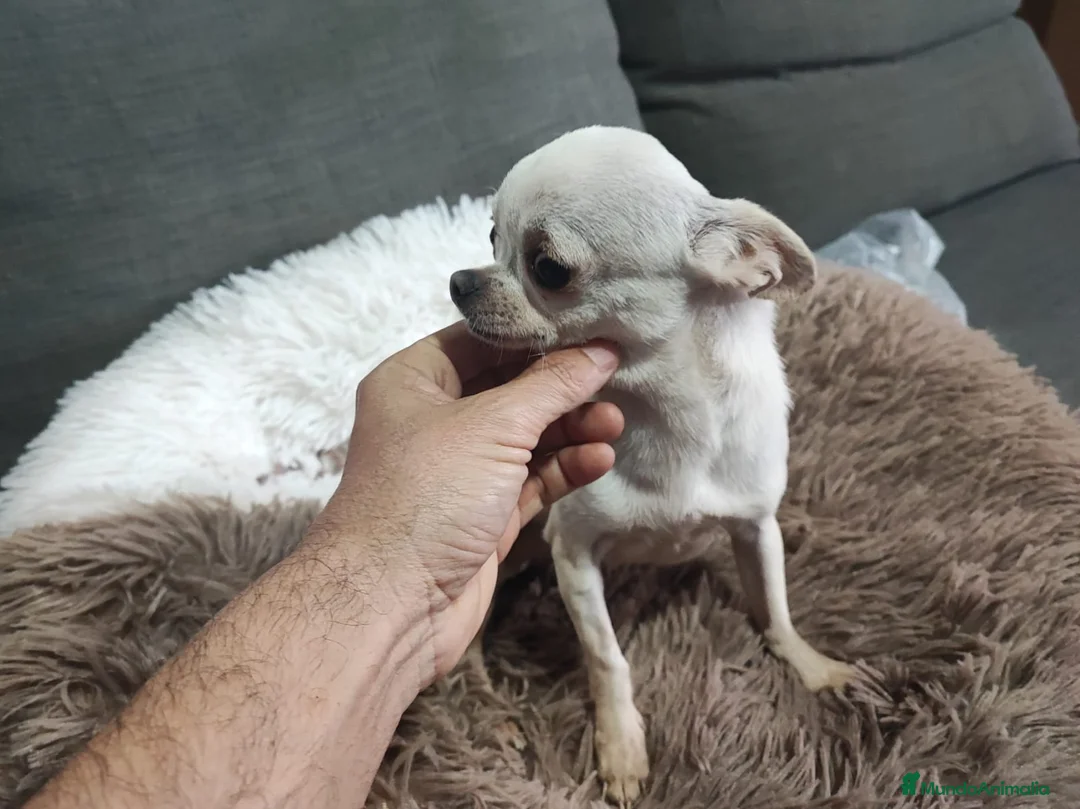 Chihuahua perros en venta: CHIHUAHUA ADULTA - Anuncio 4