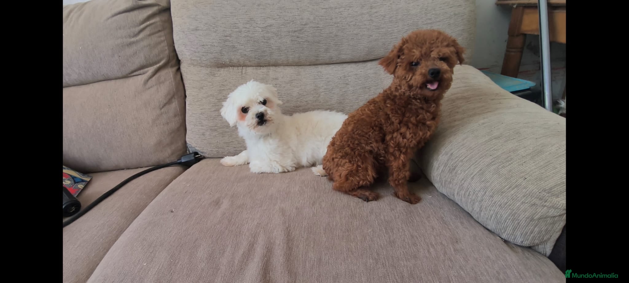 Maltipoo perros Hembras de maltipoo nacionales super toy - Anuncio 3
