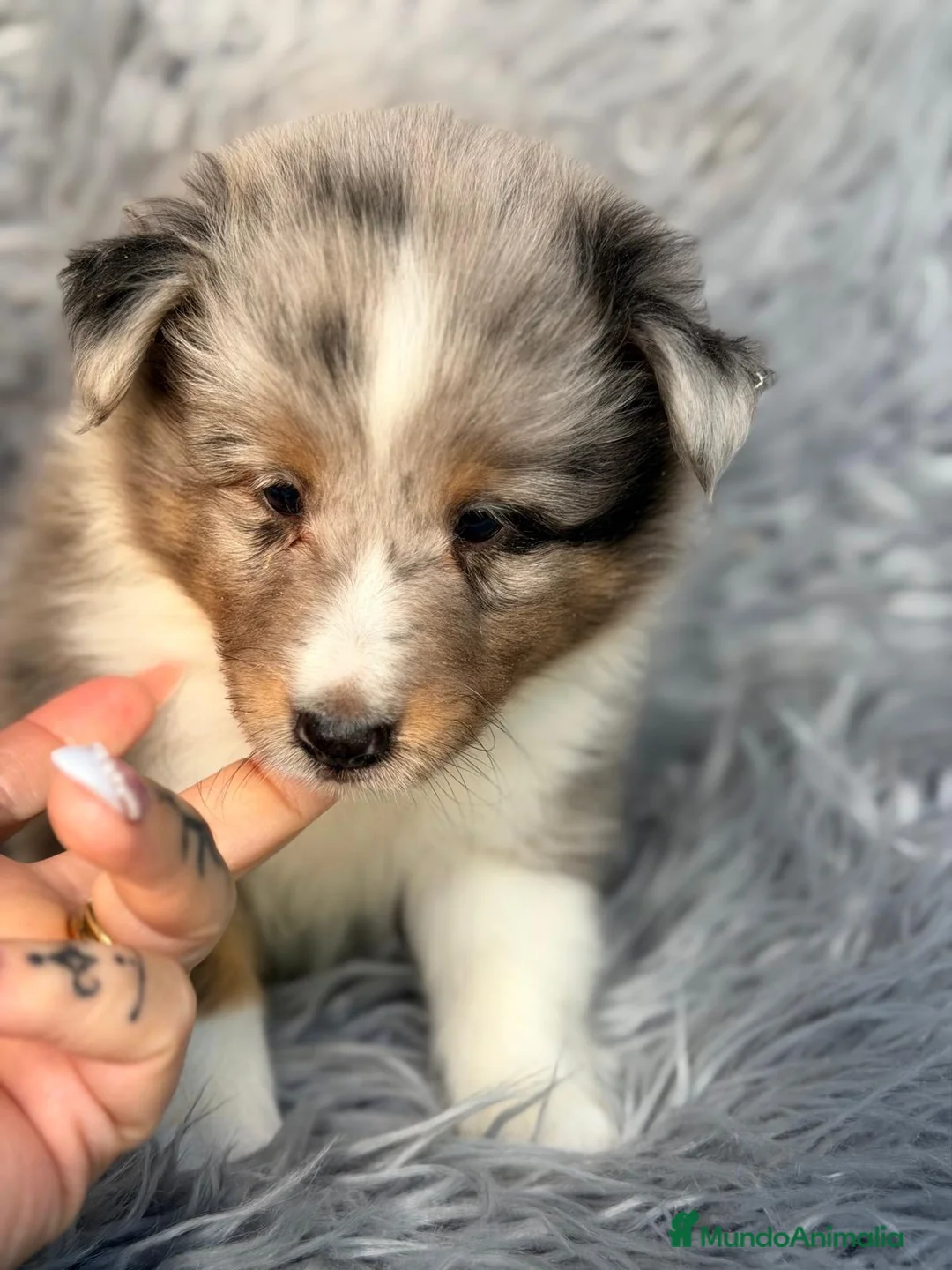 Perro Pastor de las Shetland perros en venta: Shetland macho merle - Anuncio 2