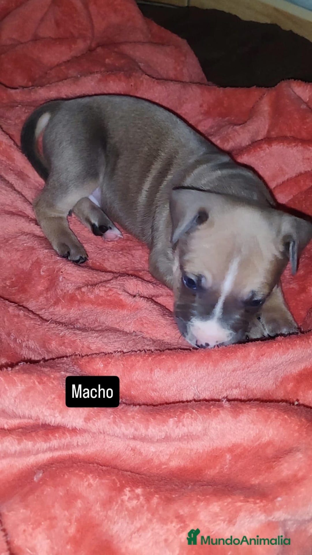 American Pit Bull Terrier perros en venta: American pitbull - Imagen 6