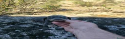 Teckel Miniatura perros en venta: Camada de teckel mini color merler - Anuncio 6