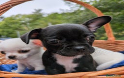 Chihuahua perros en venta: Chihuahuas toy cabeza de manzana - Imagen 20