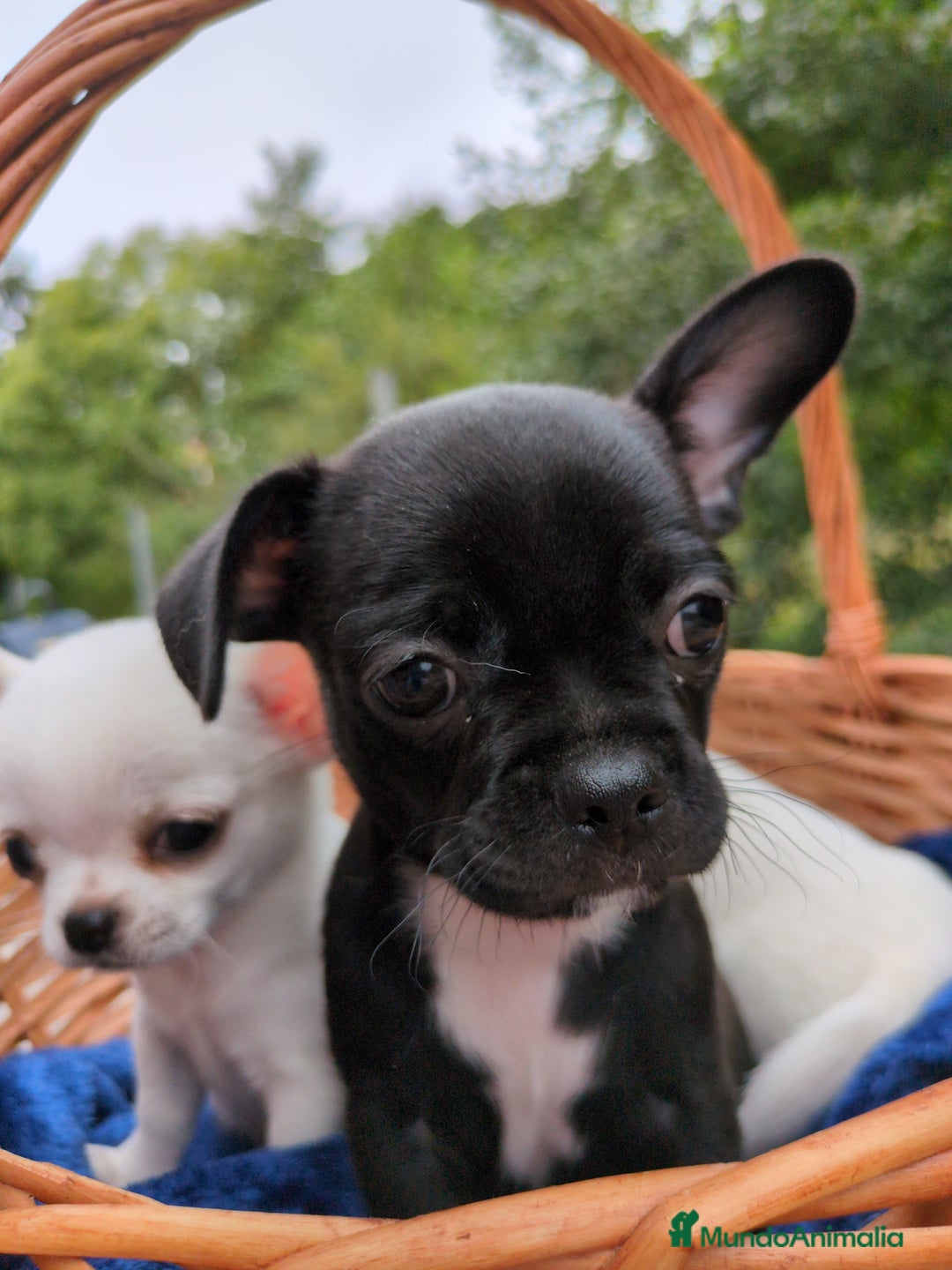 Chihuahua perros en venta: Chihuahuas toy cabeza de manzana - Imagen 20