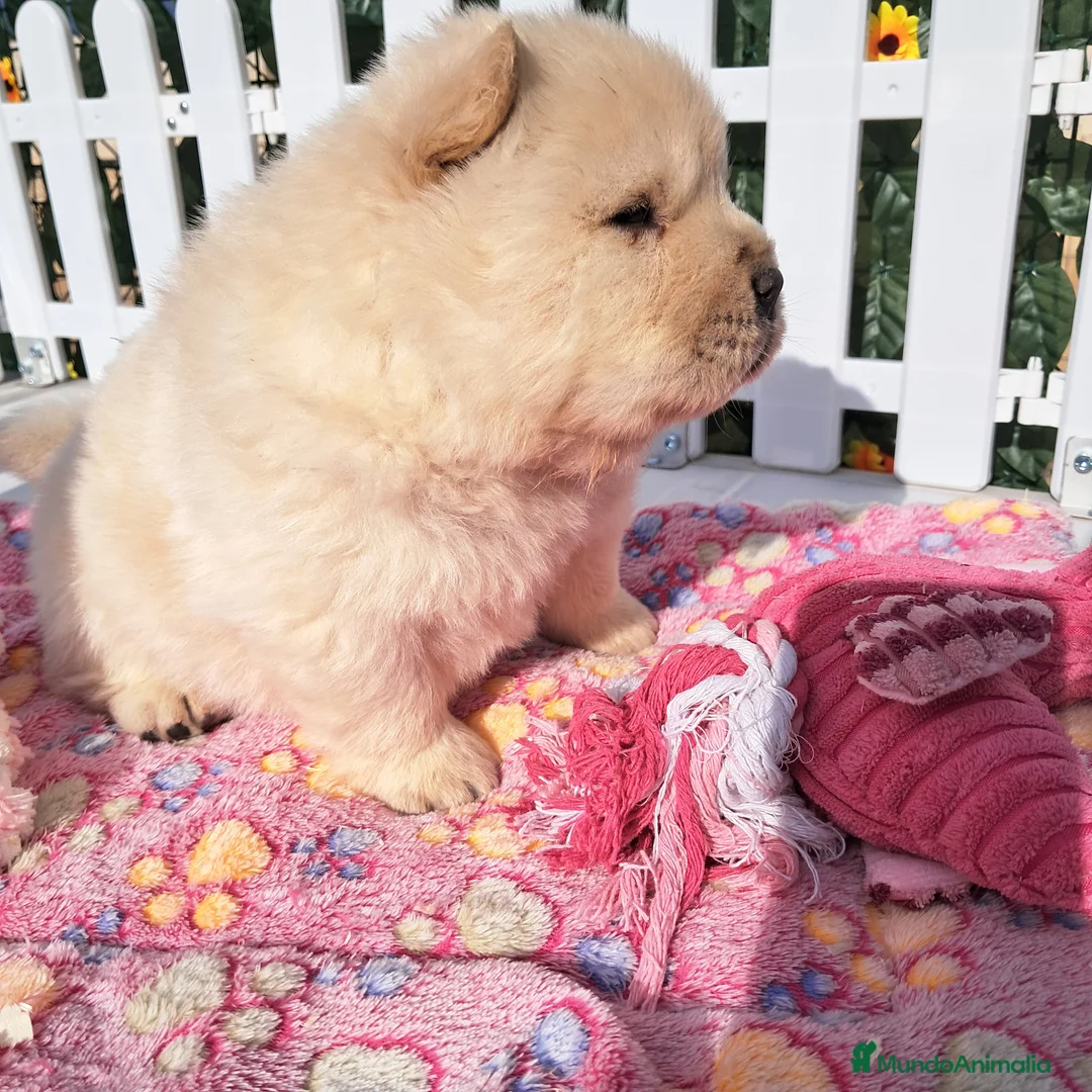 Chow Chow perros en venta: Bebés Chow-Chow machos  - Anuncio 4