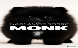 Pomerania perros en venta: 🐾 Monk – Pomerania negro mini toy 🌑 - Imagen 1