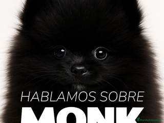 Pomerania perros - Anuncio 1