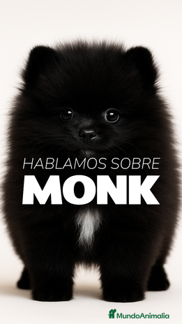 Pomerania perros - Anuncio 3