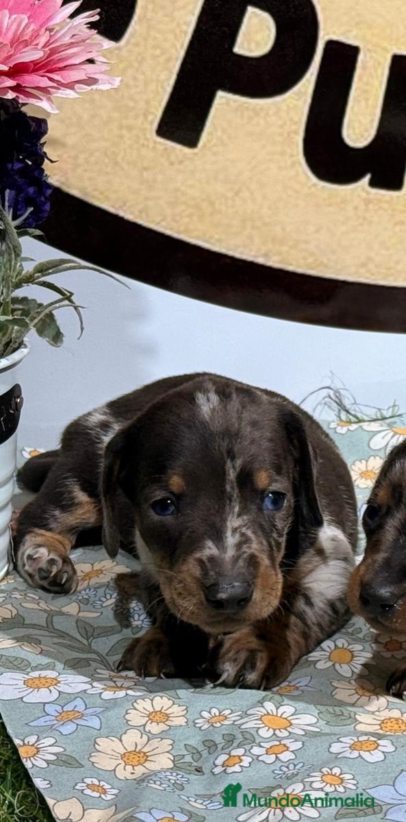 Teckel Miniatura perros Teckel miniatura - Anuncio 2