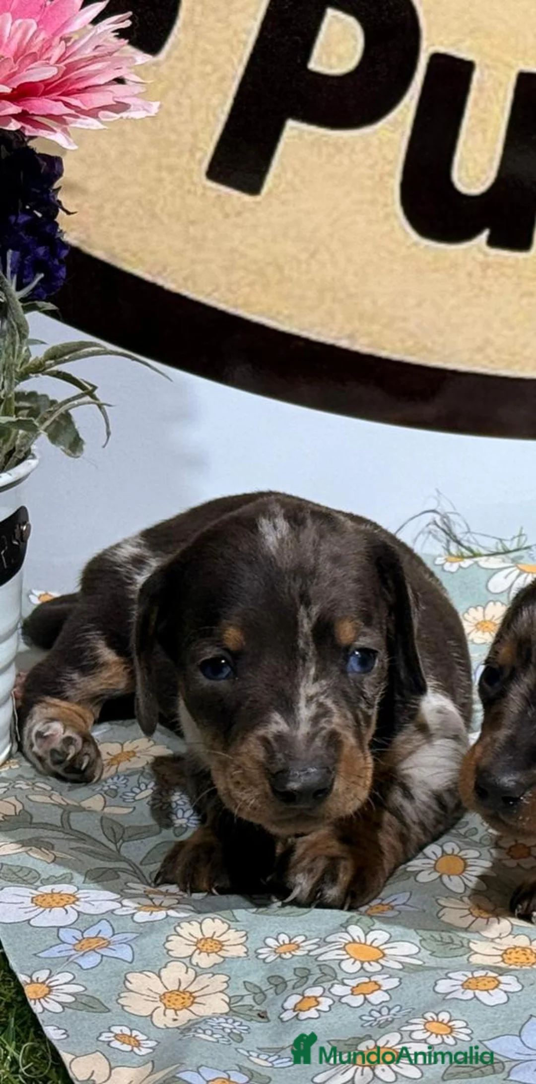 Teckel Miniatura perros en venta: Teckel miniatura - Anuncio 2