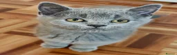 Británico de Pelo Corto gatos en venta: CAMADA DE GATO/AS BRITISH SHORTAIR - Anuncio 4