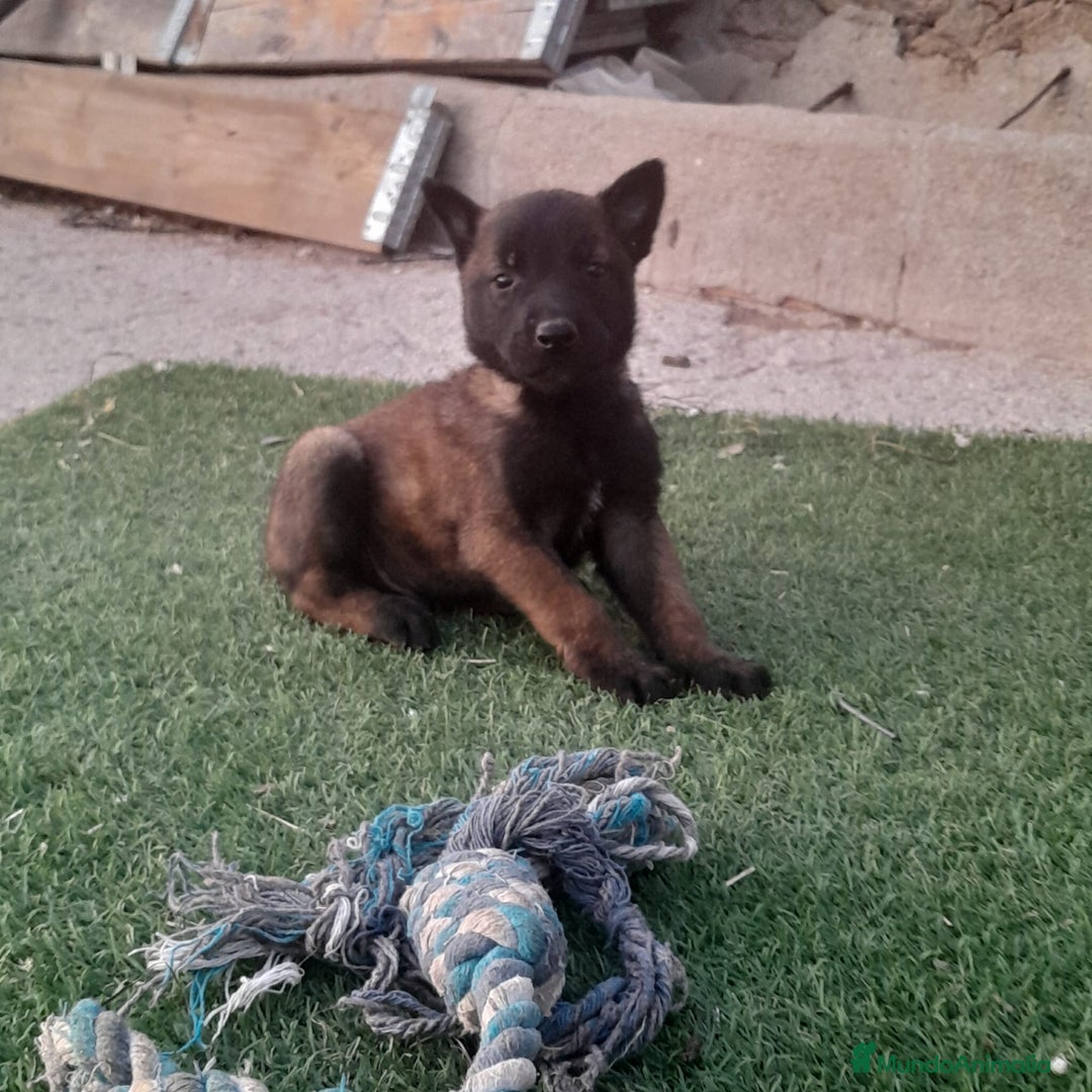 Pastor Belga Malinois perros en venta: PASTOR BELGA MALINOIS - Imagen 11