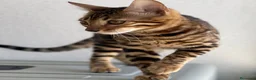 Bengalí gatos en venta: Hembra Bengalí de Alta Calidad - Anuncio 2