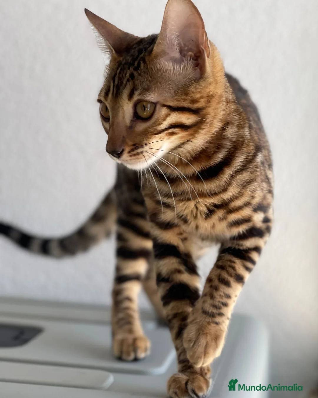 Bengalí gatos en venta: Hembra Bengalí de Alta Calidad - Anuncio 2