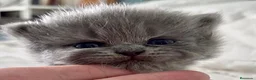 Británico de Pelo Corto Azul gatos en venta: Exclusivos gatitos British Shorthair Blue y Lilac  - Anuncio 10