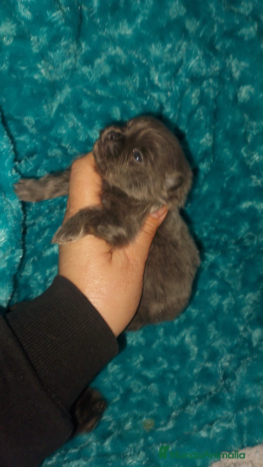 Pomerania perros Pomerania para reservar exóticos  - Anuncio 17