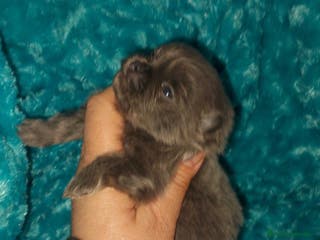 Pomerania perros Pomerania para reservar exóticos - Anuncio 16