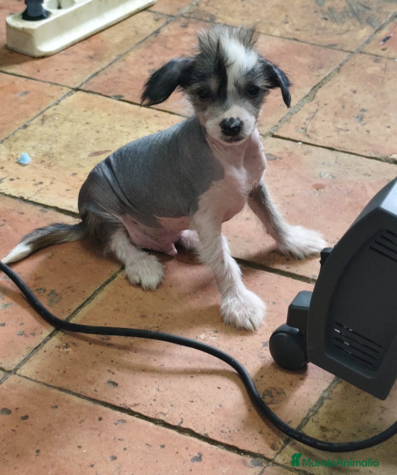 Perro Crestado Chino perros Crestado chino Powepuff  - Anuncio 2