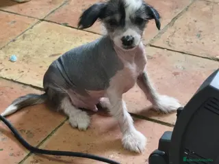 Perro Crestado Chino perros Crestado chino Powepuff - Anuncio 2