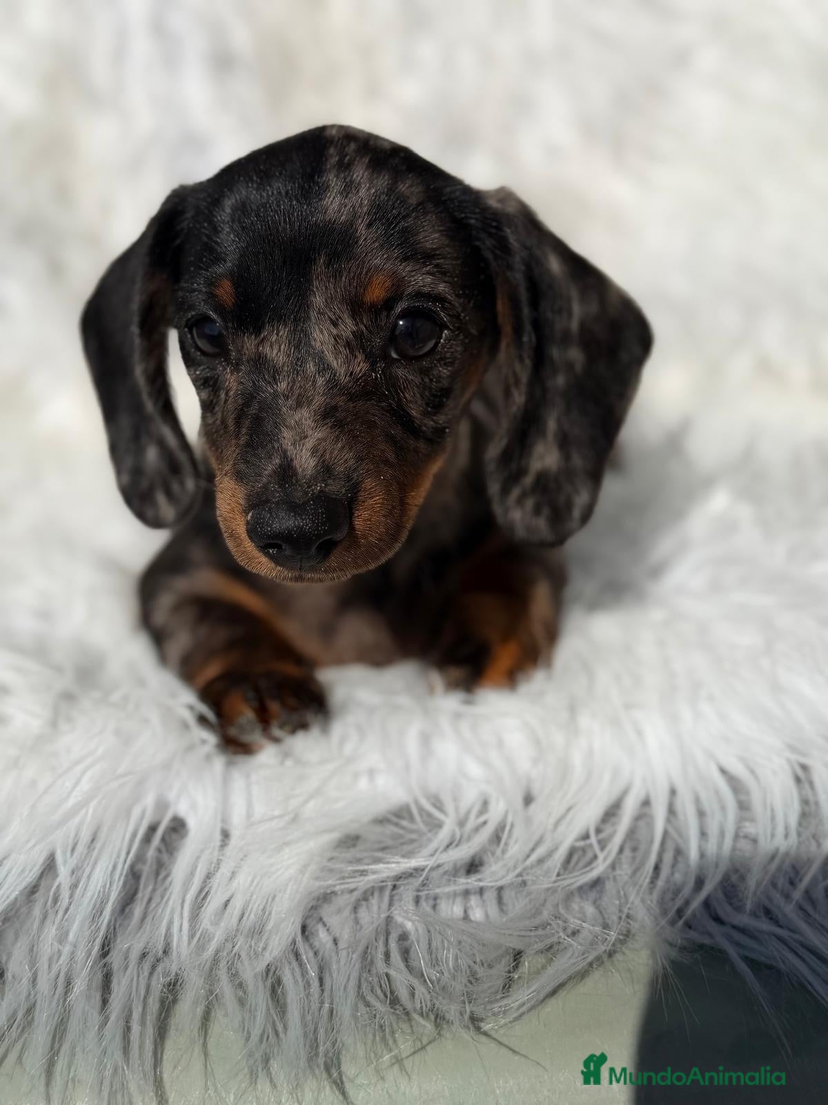 Teckel Miniatura perros Teckel hembra arlquin plata - Anuncio 4