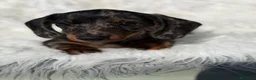Teckel Miniatura perros en venta: Teckel hembra arlquin plata - Anuncio 1