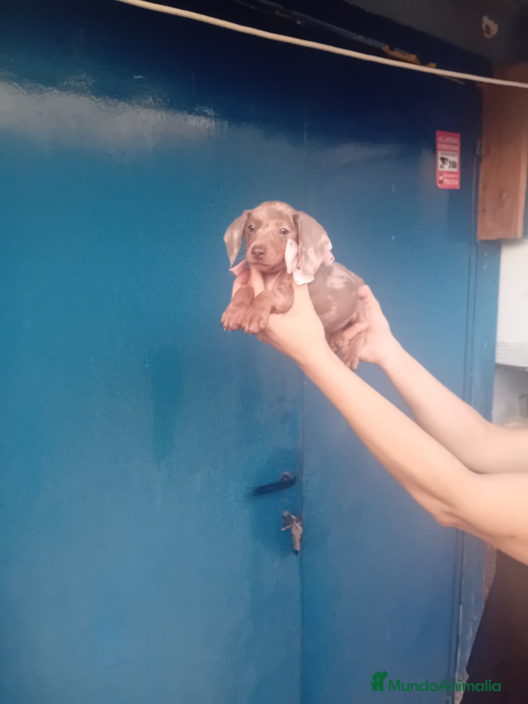 Teckel Miniatura perros en venta: Teckel canichen 💎 arlequín lilac y chocolate 🌈🍫 - Imagen 3