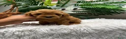 Caniche Toy perros en venta: CANICHE TOY-MUY PEQUEÑITO - Anuncio 31