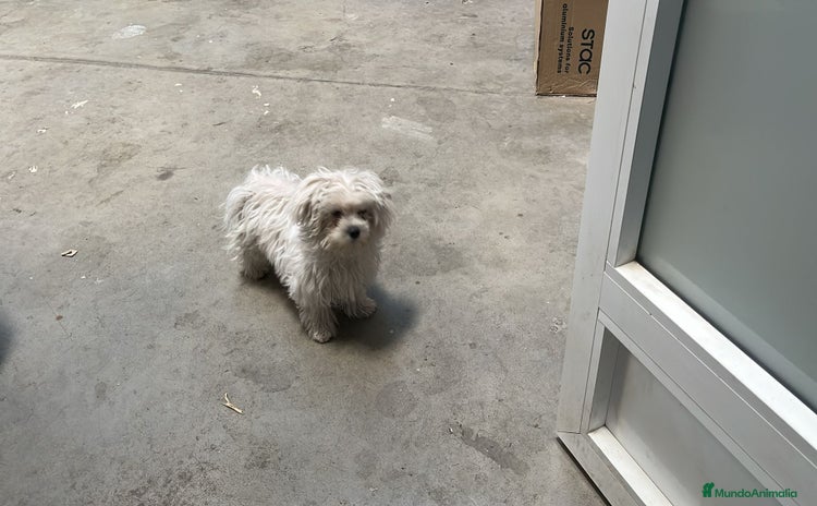 Bichón Maltés perros Bichón maltés hembra micro toy  - Anuncio 1