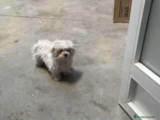 Bichón Maltés perros Bichón maltés hembra micro toy - Anuncio 1