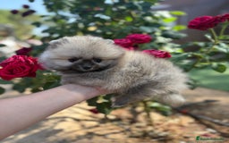Pomerania perros en venta: Pomerania listo para conocer a su nueva familia!! - Imagen 5