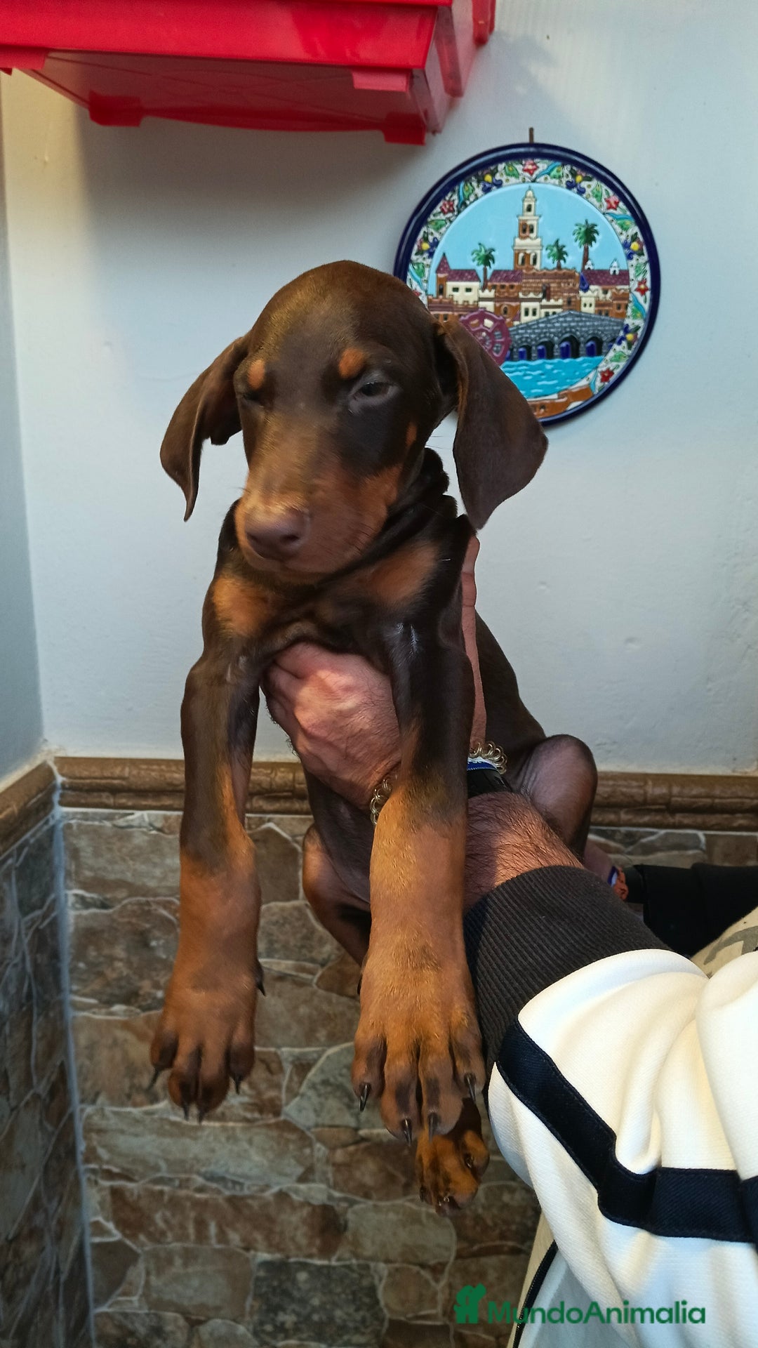 Dobermann perros en venta: Doberman chocolate americana  - Imagen 4