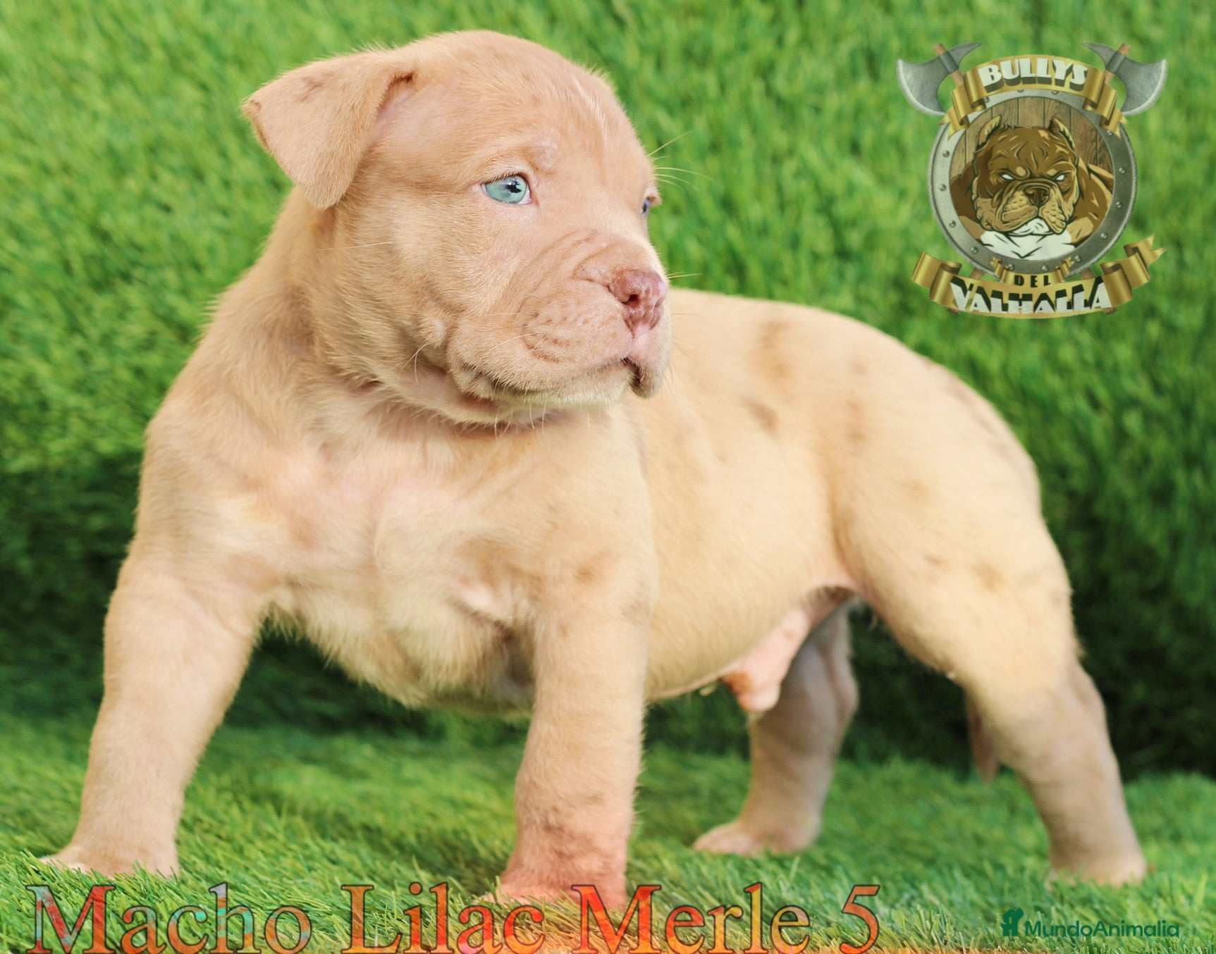 American Bully perros AMERICAN BULLY XL / AMERICAN BULLY XXL  - Anuncio 2
