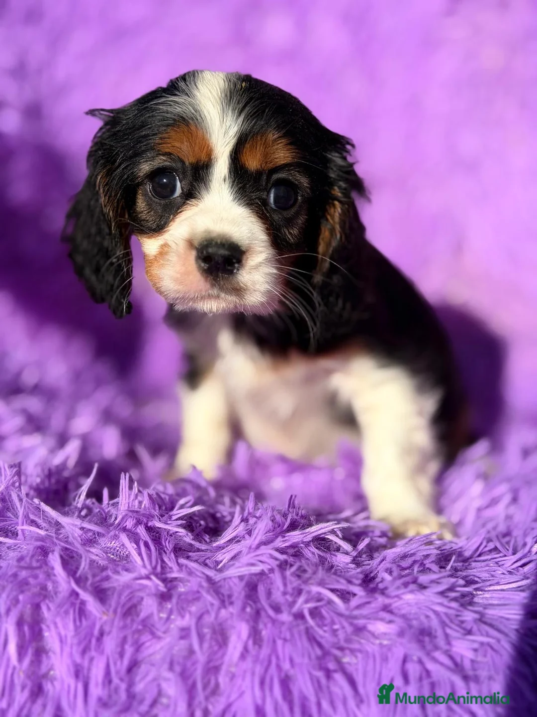 Cavalier King Charles Spaniel perros en venta: CAVALIER BLENHEIN Y TRICOLOR - Anuncio 4